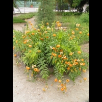 Lilium henryi (fam Liliacees) (Chine) (1)